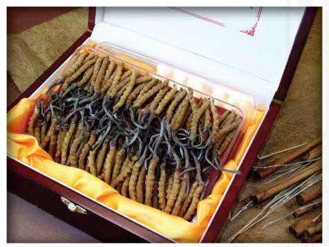 索县冬虫夏草回收